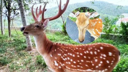 网红在线视频鹿