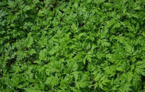 妞艾艾草在线视频,妞艾艾草在线视频深度解析