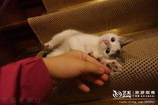 极品猫奴在线视频,揭秘极品猫奴的欢乐时光